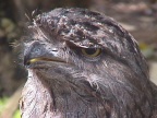 Tawny Frogmouth face.JPG (60 KB)